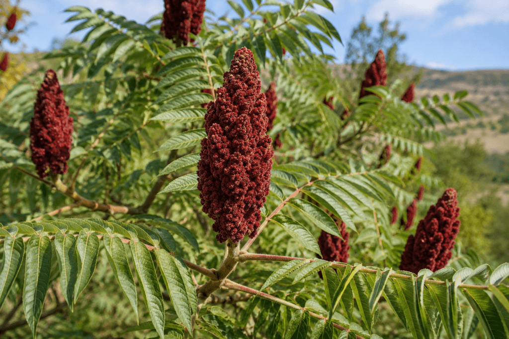 Close-up of a sumac tree with dark red berry clusters and green leaves growing outdoors in a sunny natural landscape.