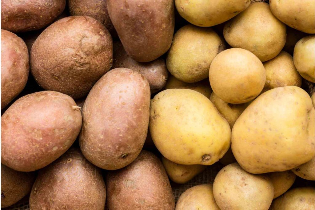 Red and yellow potato varieties used to prepare mashed potato purée.